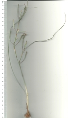 Moraea elsiae