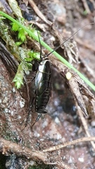 Ectobius sylvestris