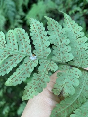 Athyrium opacum