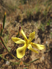 Moraea elsiae