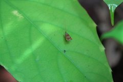 Lecithocera biferrinella