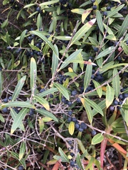 Phillyrea angustifolia