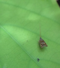 Lecithocera biferrinella