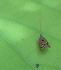 Lecithocera biferrinella