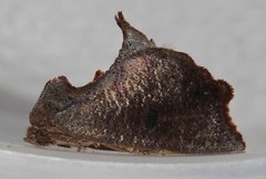 Goniocalpe heteromorpha