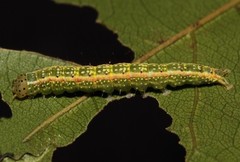 Goniocalpe heteromorpha