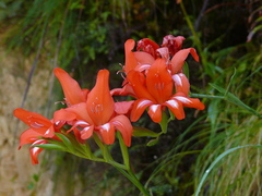 Gladiolus cardinalis