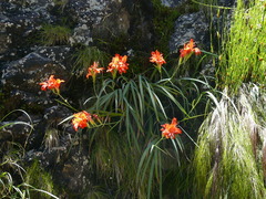 Gladiolus cardinalis