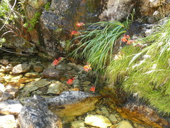 Gladiolus cardinalis
