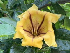 Solandra maxima
