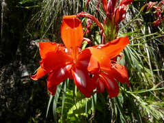 Gladiolus cardinalis
