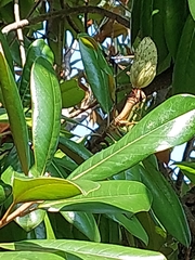 Magnolia grandiflora