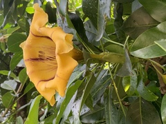 Solandra maxima