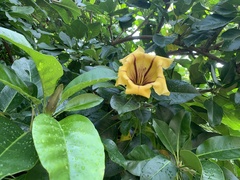 Solandra maxima