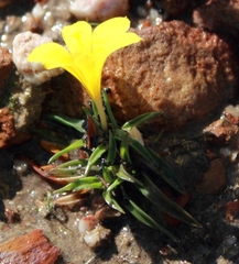 Moraea fugacissima
