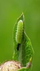 Thecla betulae