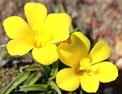 Moraea fugacissima