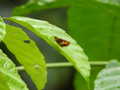 Oriens paragola