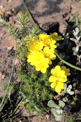 Moraea fugacissima
