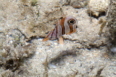 Chelmon rostratus
