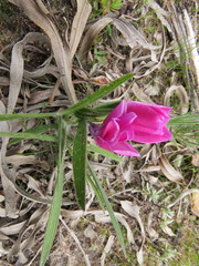 Babiana blanda