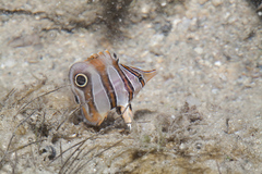Chelmon rostratus