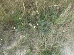 Achillea salicifolia