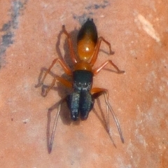 Myrmarachne bicolor