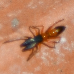 Myrmarachne bicolor