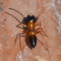 Myrmarachne bicolor