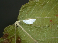 Scopula eburneata