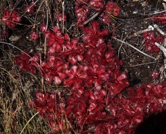 Drosera slackii
