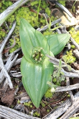 Colchicum cuspidatum