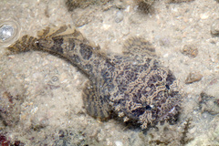 Batrachomoeus trispinosus