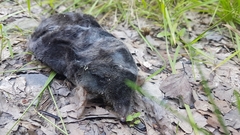 Talpa europaea