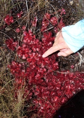 Drosera slackii
