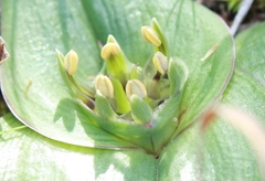 Colchicum cuspidatum