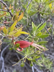 Eremophila decipiens