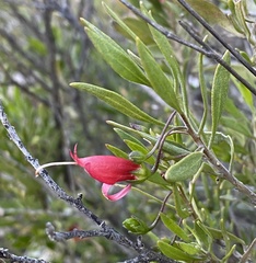 Eremophila decipiens