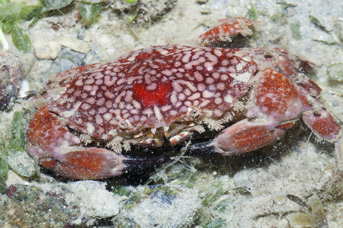 Lophozozymus pictor (Fabricius, 1798)