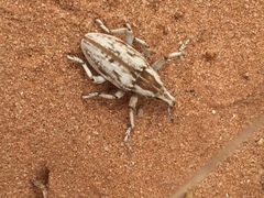 Lixinae