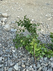 Betula platyphylla