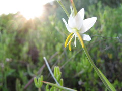 Hesperantha bachmannii