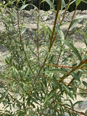 Salix rorida