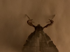 Parachma ochracealis