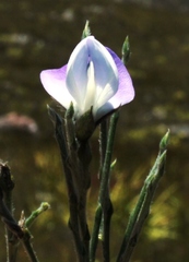 Psoralea pullata