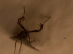 Parachma ochracealis