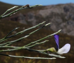 Psoralea pullata