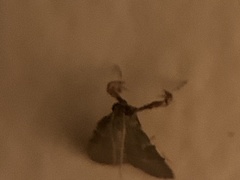 Parachma ochracealis