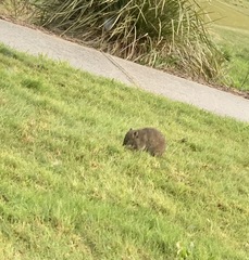 Isoodon obesulus obesulus